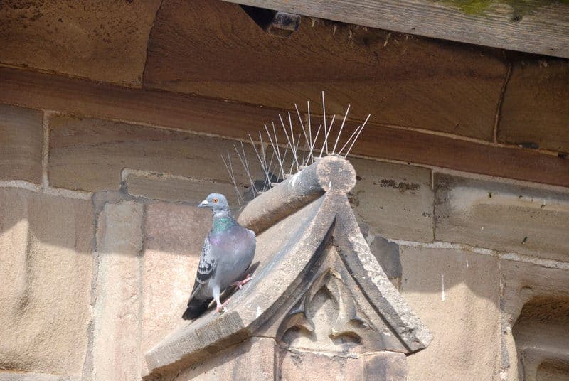 dissuasori-ad-aghi-per-piccioni