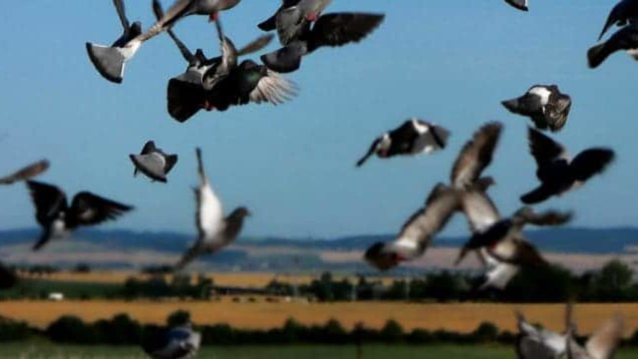 Bird Control
