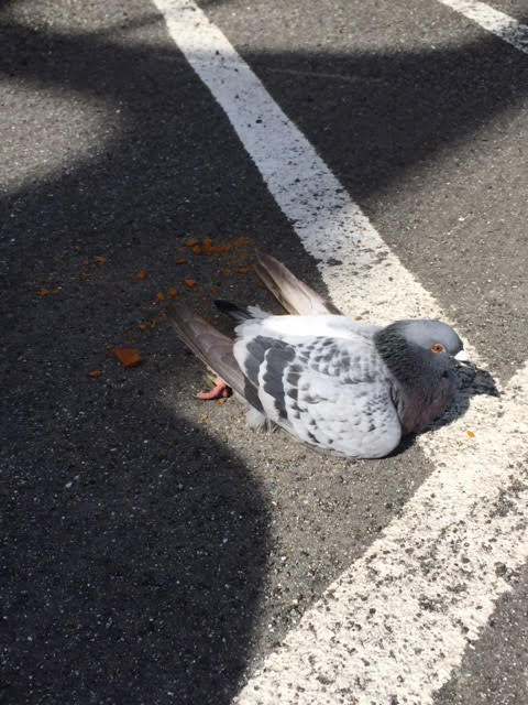 piccione nel parcheggio