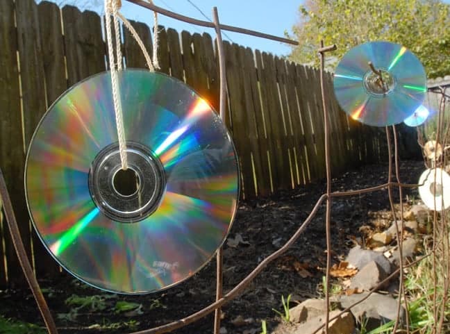 cd scaccia piccioni