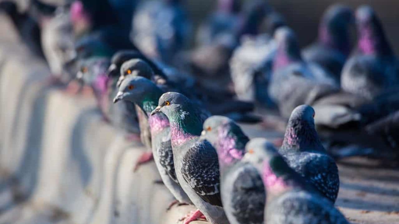Quali Sono le Specie di uccelli Infestanti?