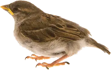 Passero domestico