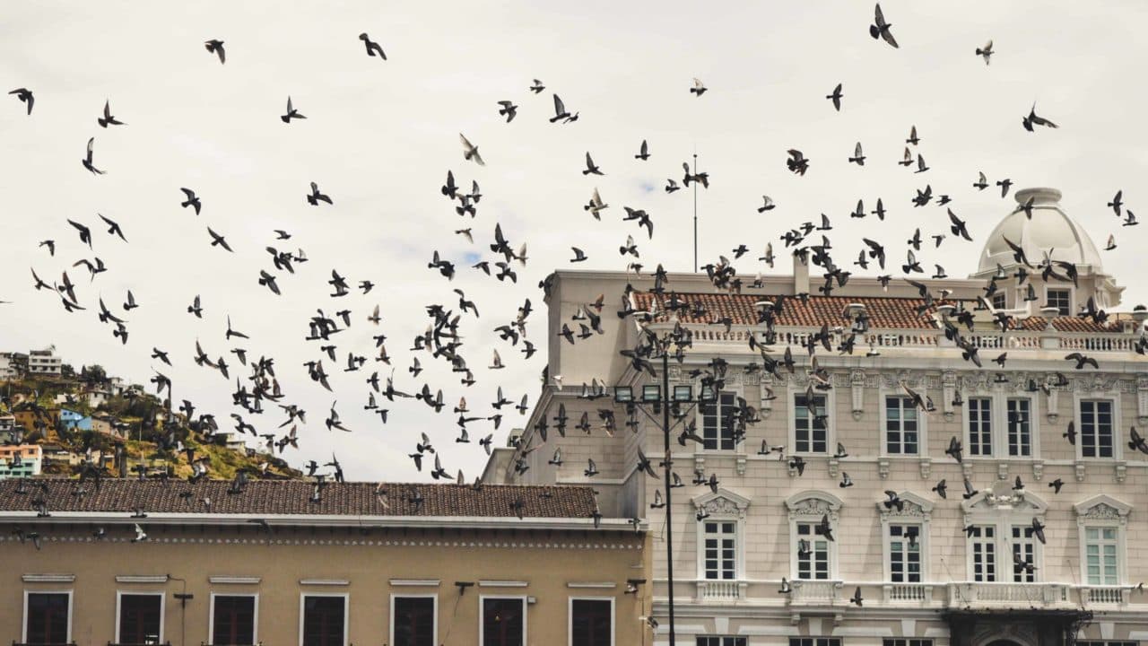 Norme e Leggi su i Deterrenti per Piccioni in Luoghi Pubblici e Privati
