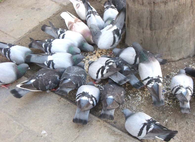 piccioni esplodono con il riso