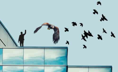 Foto di piccioni infestanti