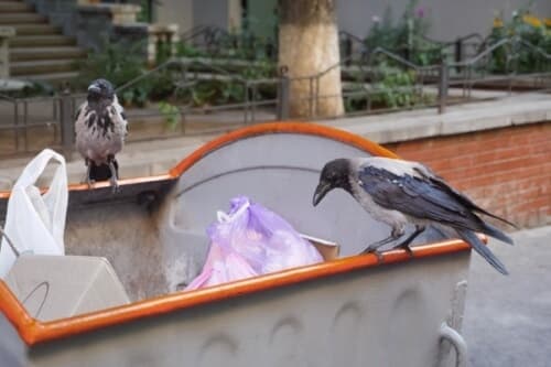 Richiedi un intervento di allontanamento e dissuasione volatili a Santo Stino di Livenza Immagine di piccioni