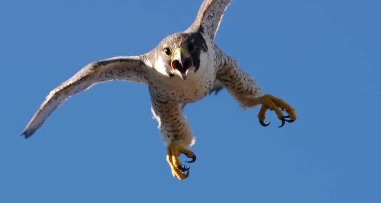 bird control allontanamento volatili