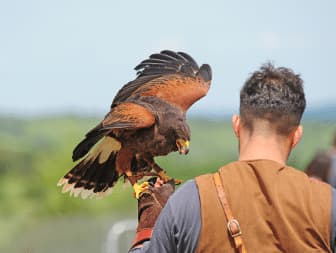 falconiere