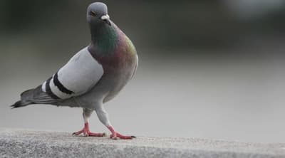 disinfestazione piccioni