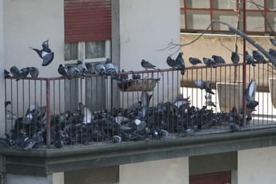 piccioni sul balcone