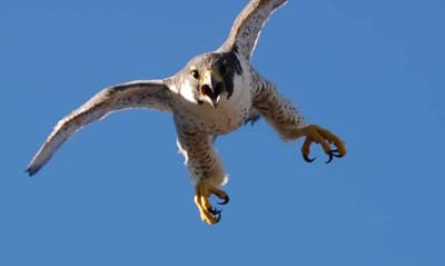 bird control allontanamento volatili