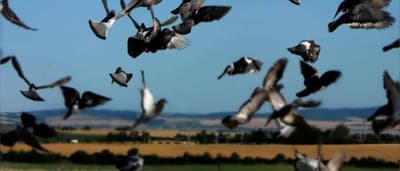 bird control
