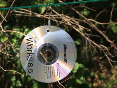 CD anti piccioni