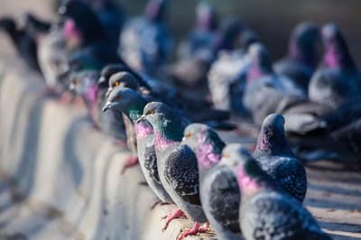 Quali sono le specie di volatili infestanti
