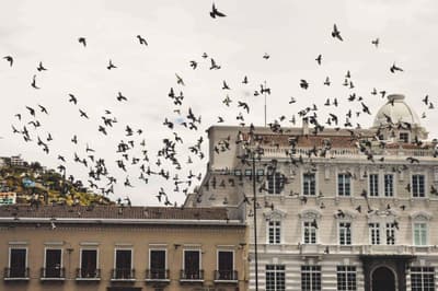 Norme e Leggi su i Deterrenti per Piccioni in Luoghi Pubblici e Privati