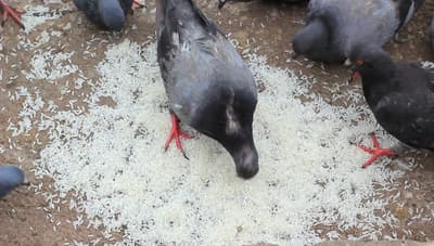 piccioni riso