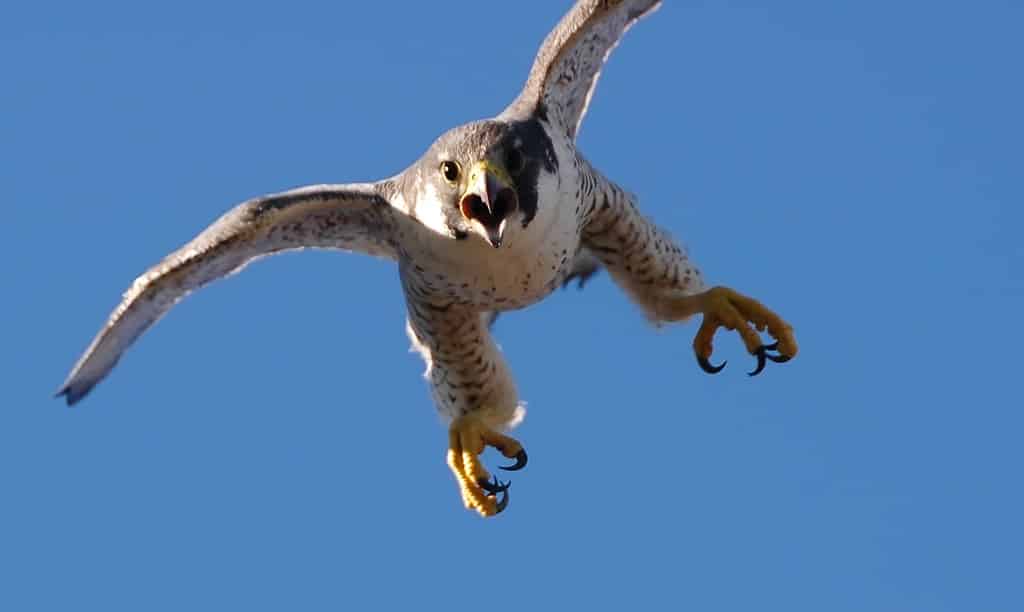 bird control allontanamento volatili