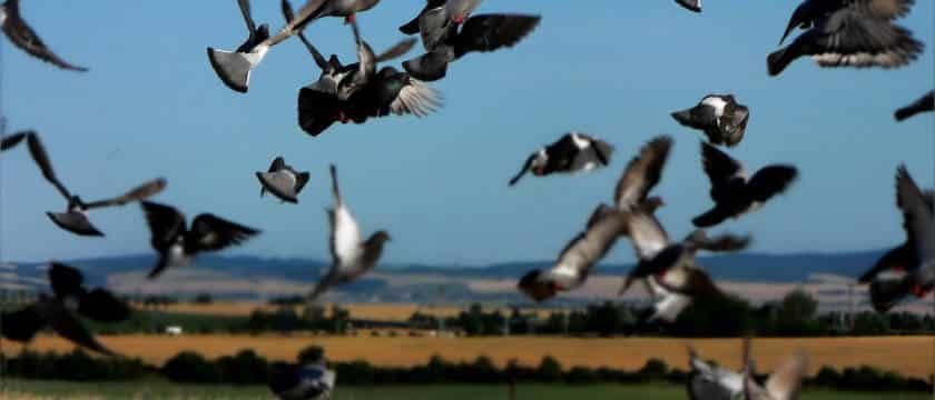 bird control