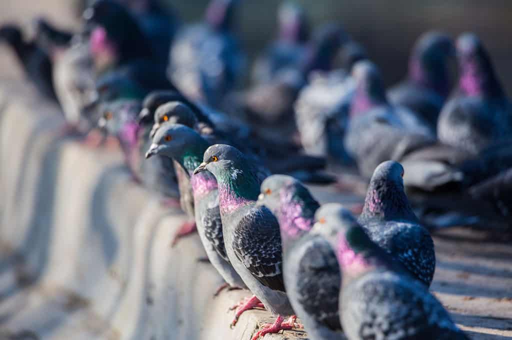 Quali sono le specie di volatili infestanti