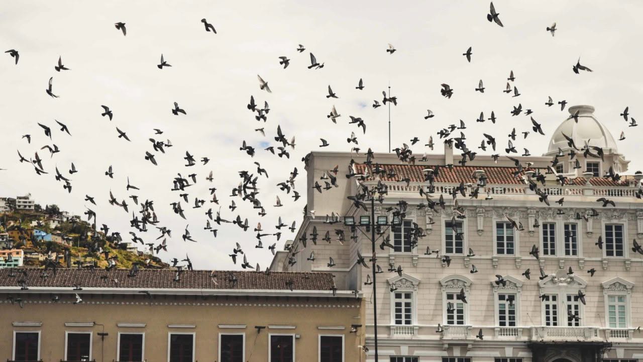Norme e Leggi su i Deterrenti per Piccioni in Luoghi Pubblici e Privati