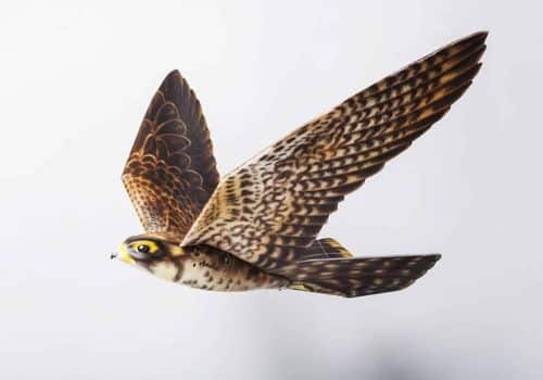 Falco Finto Scaccia Piccioni